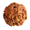 1 Mukhi Round Certified Nepali Rudraksha