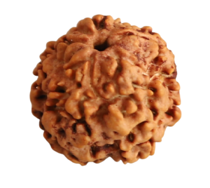 1 Mukhi Round Certified Nepali Rudraksha