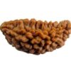 One Mukhi Kaju Shape Indonesian Rudraksha