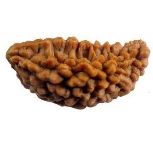 One Mukhi Kaju Shape Indonesian Rudraksha