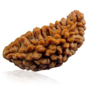 1 Mukhi | One Face Kaaju Shape Siddh Rudraksha Size 23-25 mm (Indonesian + Natural)