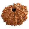 10 Mukhi | Ten Face Siddh Nepali Rudraksha Certified and Natural By Acharya Lakshy Pundir