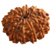 11 Mukhi | Eleven Face Siddh Nepali Rudraksha Certified and Natural By Acharya Lakshy Pundir