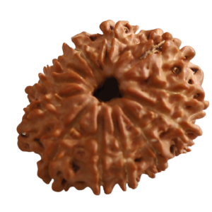 12 Mukhi | Twelve Face Siddh Nepali Rudraksha Certified and Natural By Acharya Lakshy Pundir