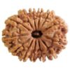 13 Mukhi | Thirteen Face Siddh Nepali Rudraksha Certified Activated and Natural By Acharya Lakshy Pundir