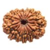 14 Mukhi | Fourteen Face Siddh Nepali Rudraksha Certfied Activated and Natural By Acharya Lakshy Pundir