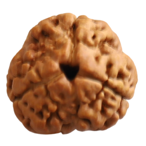 3 Mukhi | Three Face Siddh Nepali Rudraksha (Certified + Natural)