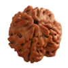 4 Mukhi | Four Face Siddh Nepali Rudraksha Certified and Natural By Acharya Lakshy Pundir