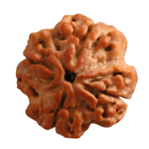 4 Mukhi | Four Face Siddh Nepali Rudraksha Certified and Natural By Acharya Lakshy Pundir