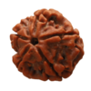 5 Mukhi | Five Face Siddh Nepali Rudraksha Certified and Natural By Acharya Lakshy Pundir