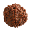 6 Mukhi | Six Face Siddh Nepali Rudraksha Certified and Natural By Acharya Lakshy Pundir