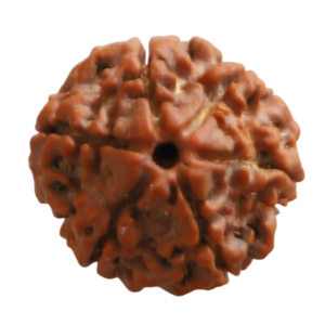 6 Mukhi | Six Face Siddh Nepali Rudraksha Certified and Natural By Acharya Lakshy Pundir