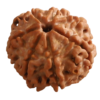 7 Mukhi | Seven Face Siddh Nepali Rudraksha Certified and Natural By Acharya Lakshy Pundir