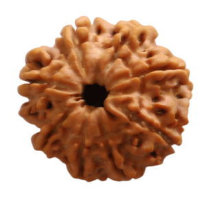 8 Mukhi | Eight Face Siddh Nepali Rudraksha Certified and Natural By Acharya Lakshy Pundir