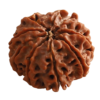 4 Mukhi | Four Face Siddh Nepali Rudraksha Certified and Natural By Acharya Lakshy Pundir