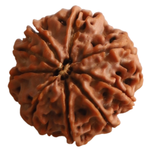 4 Mukhi | Four Face Siddh Nepali Rudraksha Certified and Natural By Acharya Lakshy Pundir