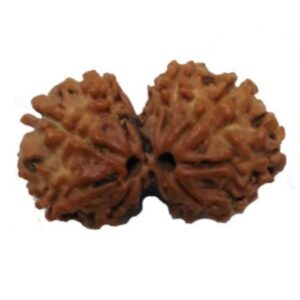 Gauri Shanker Nepali Rudraksha Natural and Siddh By Acharya Lakshy Pundir